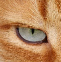 Famvir medication for cats