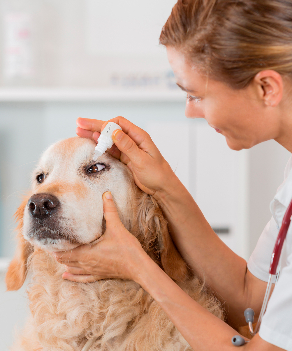 Desmopressin Acetate 0.01% ophthalmic solution compounded for cats and dogs