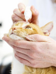 Cidofovir 0.5% ophthalmic solution compounded cats