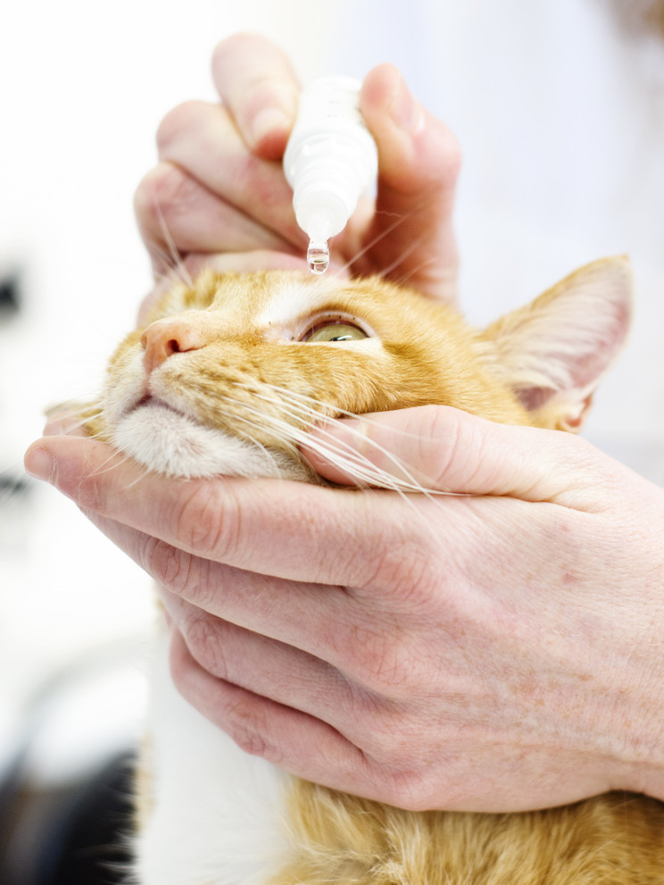 Cidofovir 0.5 ophthalmic solution compounded for cats