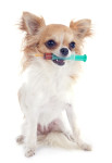 Zonisamide Flavored Oral Liquid compounded for dogs
