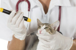 Acyclovir 3% ophthalmic ointment compounded for cats.