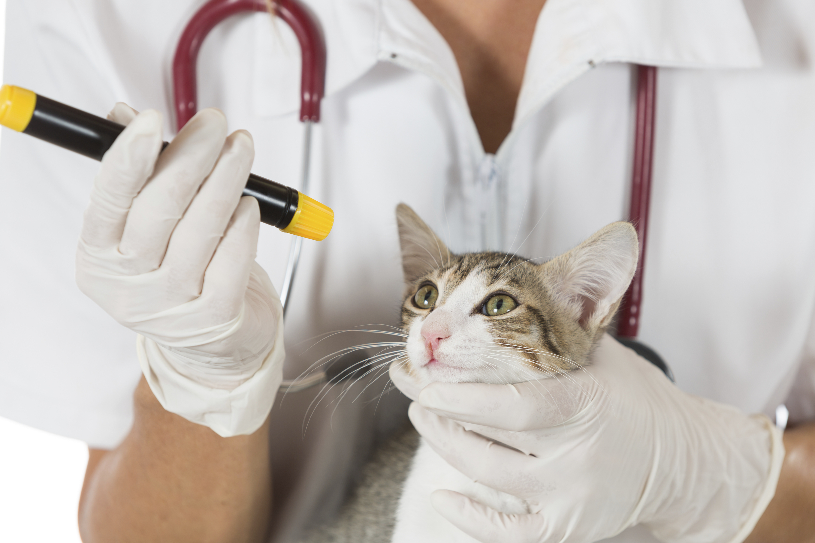 Acyclovir 3% ophthalmic ointment compounded for cats.