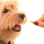 Potassium Bromide Capsule compounded for Dogs.