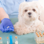 Apomorphine tablet compounded for dogs and cats
