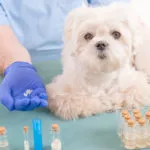 Apomorphine tablet compounded for dogs and cats