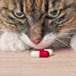 Metoclopramide Capsule compounded for dogs and cats.