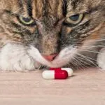 Metoclopramide Capsule compounded for dogs and cats.