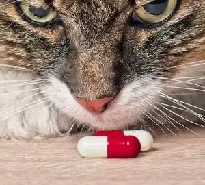 Metoclopramide Capsule compounded for dogs and cats.