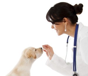 Selegiline Flavored Chewable compounded for dogs and cats