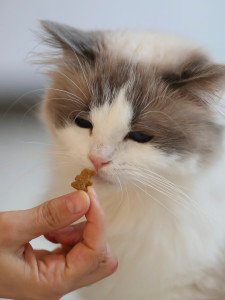 Cisapride Flavored Chewable for cats and dogs