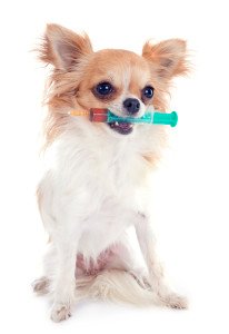 Carprofen Flavored Oral Liquid compounded for dogs